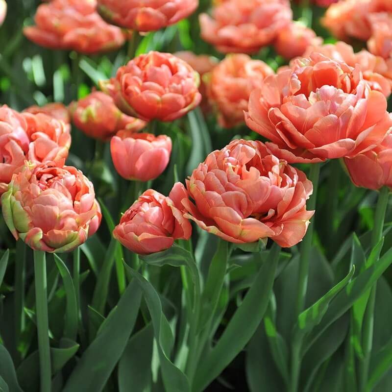 Double Late Tulip Seeds - Flower Plant