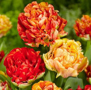 Double Late Tulip Seeds - Flower Plant