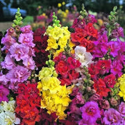 Snapdragon Seeds, Antirrhinum majus Flower Seeds