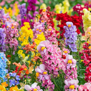 Snapdragon Seeds, Antirrhinum majus Flower Seeds