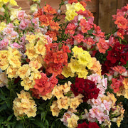 Snapdragon Seeds, Antirrhinum majus Flower Seeds