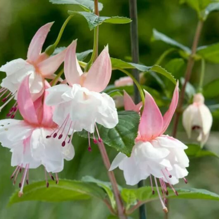 Double Petals Fuchsia Seeds - Flower Plant