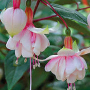 Double Petals Fuchsia Seeds - Flower Plant