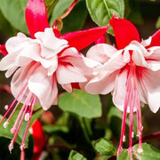 Double Petals Fuchsia Seeds - Flower Plant