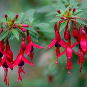Double Red Fuchsia Seeds - Flower Plant