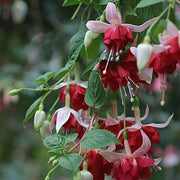 Double Red Fuchsia Seeds - Flower Plant