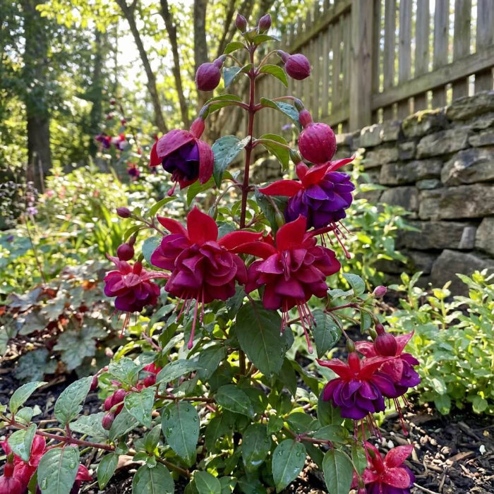 Double Red Fuchsia Seeds - Flower Plant