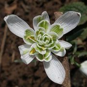 Flore Pleno Snowdrop Seeds