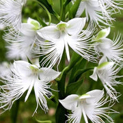 Wildflower Dove Orchid Seeds