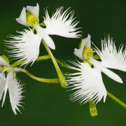 Wildflower Dove Orchid Seeds