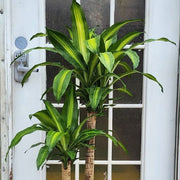 Dracaena Compacta Seeds