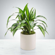 Dracaena Compacta Seeds