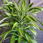 Dracaena Compacta Seeds