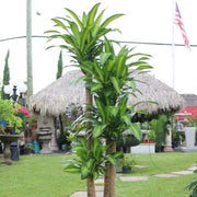 Dracaena Seeds, Dracaena fragrans