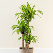Dracaena Seeds, Dracaena fragrans