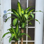 Dracaena Seeds, Dracaena fragrans