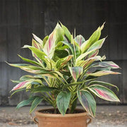 Dracaena Lemon Lime Seeds