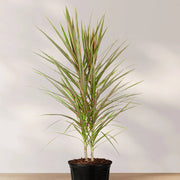 Dragon Seeds, Dracaena marginata