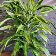 Dracaena Seeds