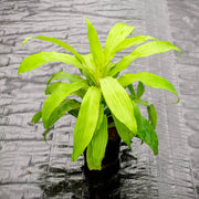 Dracaena Seeds