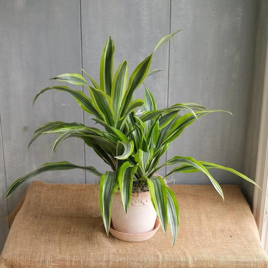 Dracaena Seeds