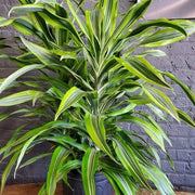 Dracaena Seeds