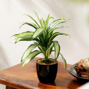 Dracaena Seeds