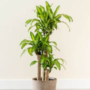 Dracaena Seeds