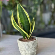 Snake Seeds, Dracaena trifasciata