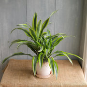 Dracaena Warneckii Seeds