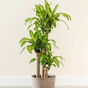 Dracaena Warneckii Seeds