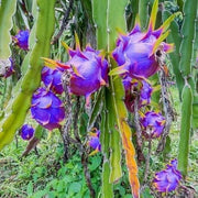 Blue Dragon Seeds