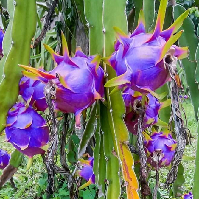 Blue Dragon Seeds