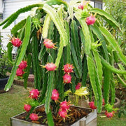 Parrot Seeds, Hylocereus undatus