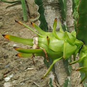 Parrot Seeds, Hylocereus undatus