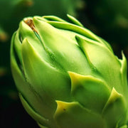 Light Green Dragon Seeds