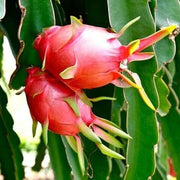 Light Red Dragon Seeds