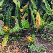 Parrot Seeds, Hylocereus undatus