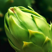 Parrot Seeds, Hylocereus undatus