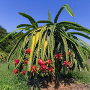 Exotic ClimbingDragon Seeds