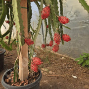 Exotic ClimbingDragon Seeds