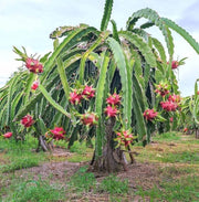 Pink Dragon Seeds