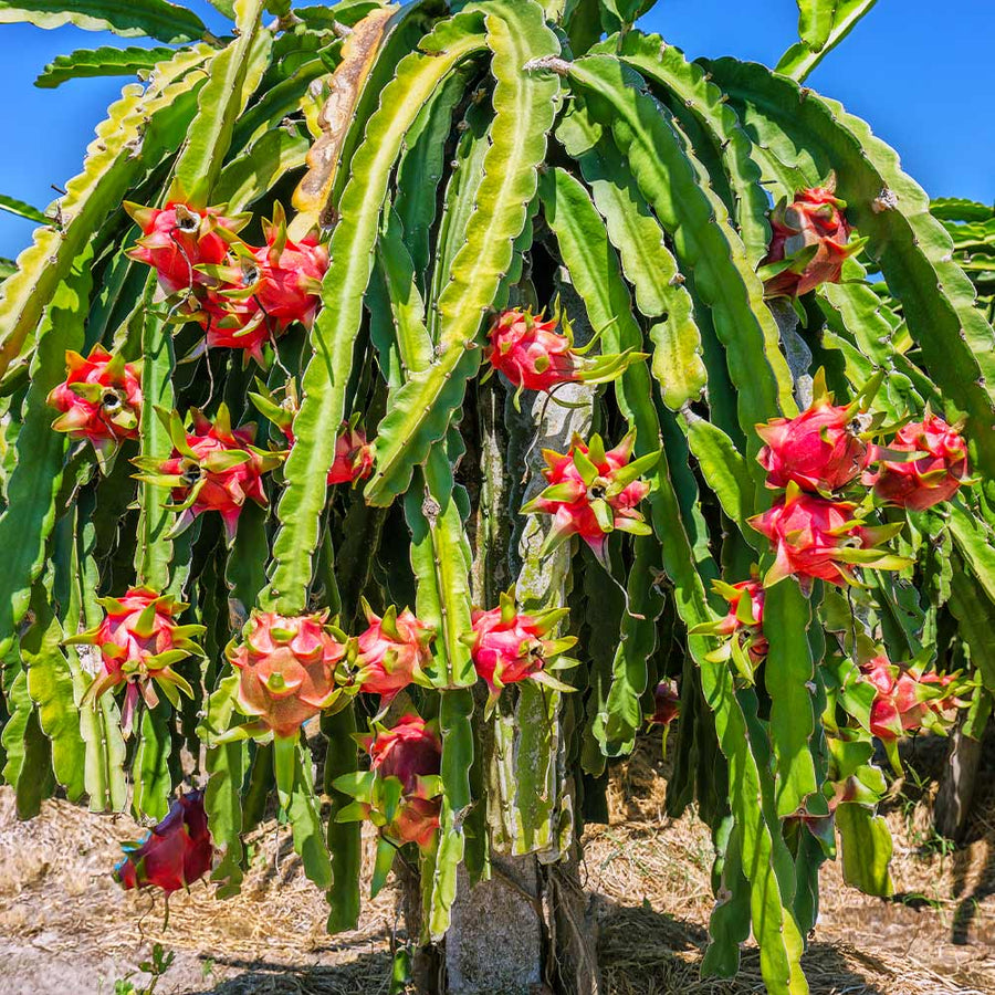 Dragon Fruit Seeds – Selenicereus undatus