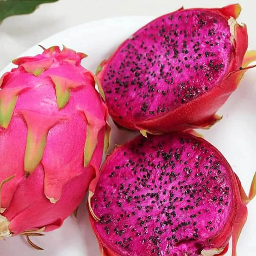 Pink Dragon Seeds