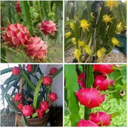 Mixed Color Dragon Seeds