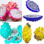 Mixed Color Dragon Seeds