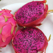 Purple Dragon Seeds