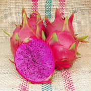 Purple Dragon Seeds