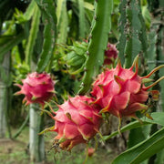 Parrot Seeds, Hylocereus undatus