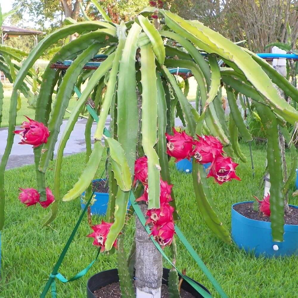 Dragon Seeds - All In One For Home Gardens